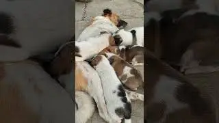 Street Dog 🐕🐕 Puppies 😄😯