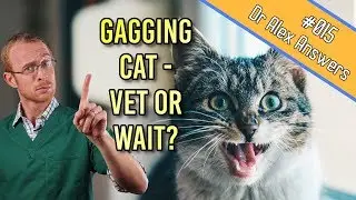 Why is My Cat Gagging (the cause could be deadly!) - Cat Health Vet Advice