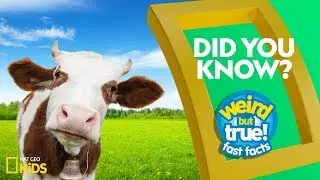 Did You Know? | Weird But True!—Fast Facts