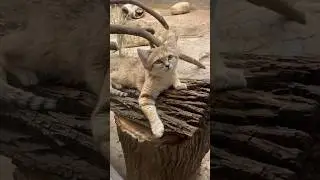 Песчаная кошка #животные #породы #animals #amazing #cat #cats #sandcat