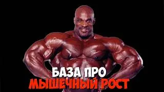 ЧЕЛОВЕК И МЫШЦЫ| БАЗОВЫЙ ГАЙД НА ФИЗУХУ И РОСТ МЫШЦ