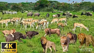 4K African Wildlife: Queen Elizabeth National Park, Uganda - Scenic Wildlife Film With African Music