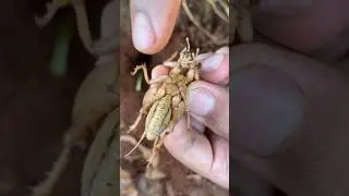 Giant iQ cricket insect VS Crazy fire ants skills