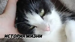 Клопик. Его история жизни.