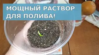 Очень Крепкая рассада. Мощный натуральный раствор для полива и подкормки.