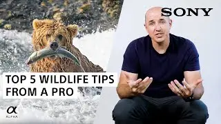 TOP 5 Wildlife Photography Tips From A Pro | Colby Brown | Sony Alpha Universe