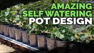 Best Self Watering Pot Design I've Seen Yet!