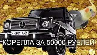 Попугай корелла за 50 тысяч рублей! ДА ЛАДНО???!!!!