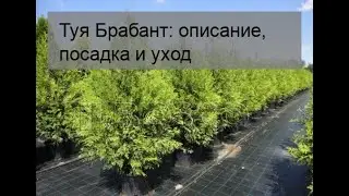 Туя Брабант: описание, посадка и уход