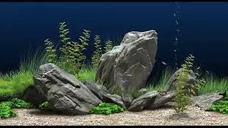 Aquarium with Zebra Danio Fish for Relaxation