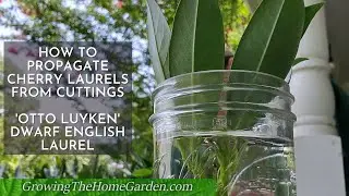 How to Propagate 'Otto Luyken' Cherry/English Laurel from Cuttings