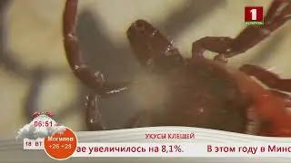 Добрай раніцы, Беларусь! Укусы клещей