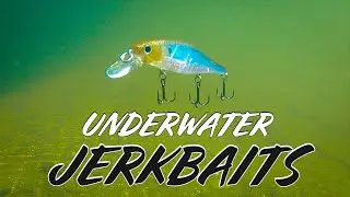 Underwater Jerkbait Footage! Viscious Bass Strikes During Bait Comparison!