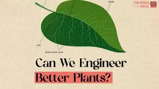 Can We Engineer Better Plants?