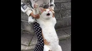 😺 Let me go, I’ll deal with them! 🐈 Funny video with cats and kittens! 😸