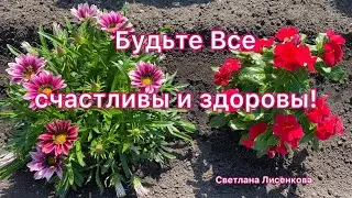 Как цветут Газания Нью Дэй и Катарантус? Красивые, низкорослые и яркие цветы!