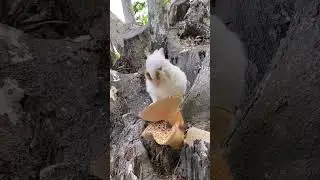 Little rabbit picking mushrooms Rabbit Cute Pet Debut Plan Cute Pet