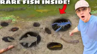 I Found a Mud Hole FILLED with RARE AQUARIUM FISH!