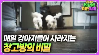 오직 강아지에게만 보인다...? 모두를 놀라게 한 창고방 미스터리┃ 와!진짜? 세상에 이런일이