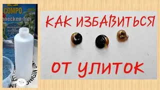 УЛИТКИ в орхидеях - как избавиться -  банальный и простой способ.