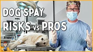 The Best Age to Spay Your Dog in 2025 (veterinarian explains)