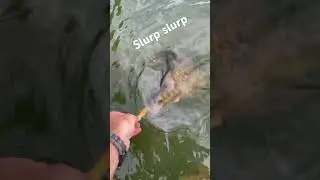Feeding Carp by hand