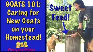 Raising Goats 101: Caring For New Goats On Your Homestead (EP-55)