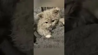 Crazy Animals🐶Funny Fail ops Moments Viral Clips #shorts Video🤣|| #trending #animals #funny #cute