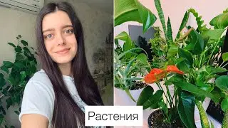 МОИ КОМНАТНЫЕ РАСТЕНИЯ. Результаты февраля 2022 г.