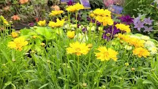 Coreopsis Early Sunrise (Tickseed) // Multiple Award Winning, Easy to Grow NATIVE Perennial.