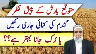 Harvesting of wheat crop and expected rain fall || Crop Reformer