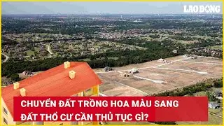 Chuyển đất trồng hoa màu sang đất thổ cư cần thủ tục gì?| Báo Lao Động