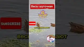 Весы характеристика