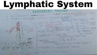 Lymphatic System | Part 1 | Thoracic Duct | The Charsi of Medical Literature