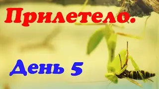 Богомол Богдан и летающая еда. День 5