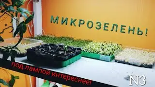 Микрозелень Начало / выставил проростки на свет / горох / подсолнечник / Люцерна / N3