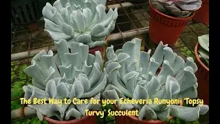 The Best Way to Care for your Echeveria Runyonii ‘Topsy Turvy’ Succulent