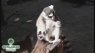 Кошачий лемур Фельдман Экопарк / Feldman Ecopark’s ring-tailed lemur