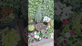Сказочный сад. Цветы 2