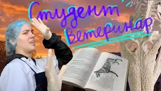 Студент ветеринар 🩺 | Неделя учёбы на медицинском 👩🏽‍⚕️