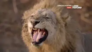 Африканские охотники / Africas Hunters : Прайд с подростками 5 серия 4K