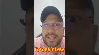 Quem realiza fotossíntese?