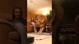 Lion wants to play video games in living room