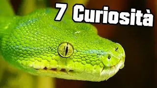 7 Curiosità sui Serpenti