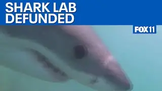 CSU Long Beach Shark Lab defunded, needs $500K to make it through year