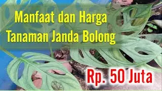 Harga dan manfaat janda bolong tanaman hias