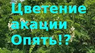 Цветение акации. Опять!?