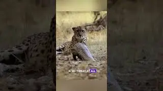 Pangolin the Fecal Bath Lover 💩 #animals #nature #wildlife