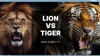 Tiger roar vs Lion roar || ADTV