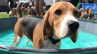 This Puppy's Reaction to His Pool Party Will Leave You Speechless!